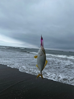 ショゴの釣果