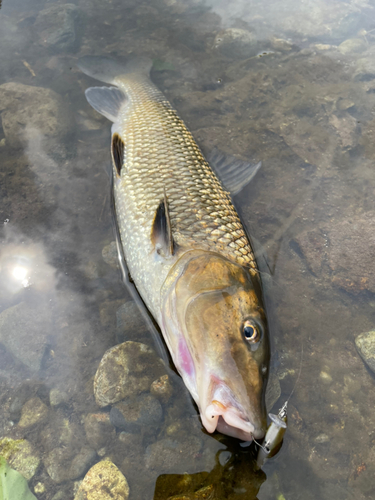 ニゴイの釣果