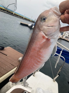 シロアマダイの釣果