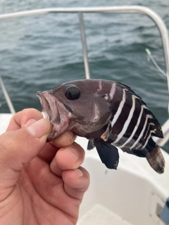 マハタの釣果