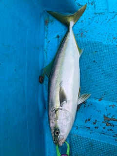 ツバスの釣果