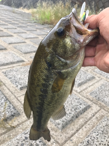 ラージマウスバスの釣果