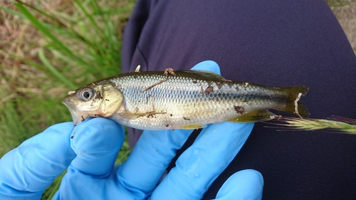 アブラハヤの釣果