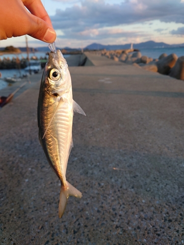 マアジの釣果