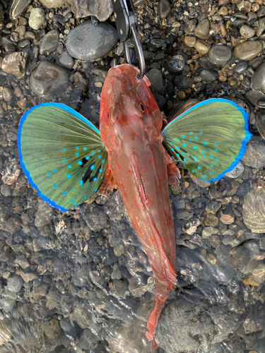 ホウボウの釣果