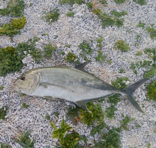 オニヒラアジの釣果