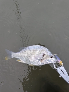 キビレの釣果
