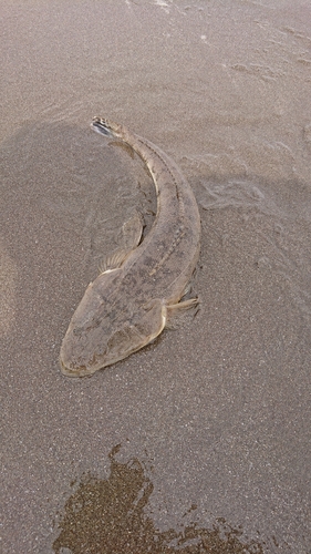 マゴチの釣果