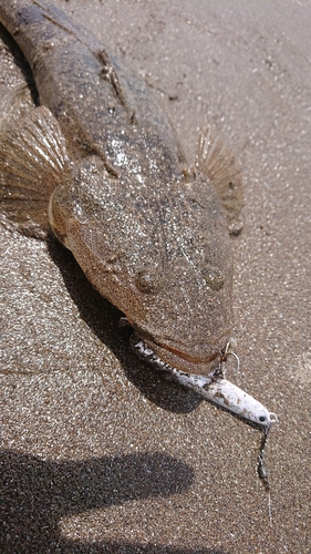 マゴチの釣果