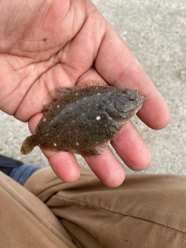 カレイの釣果