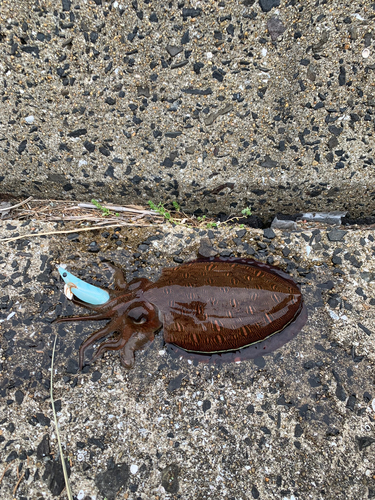 コウイカの釣果