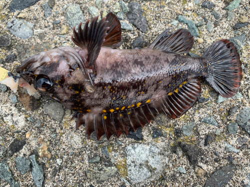 オウゴンムラソイの釣果