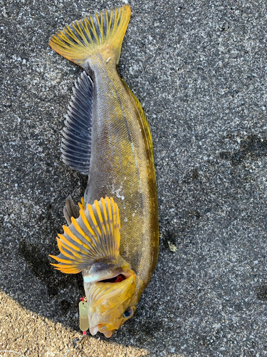 アイナメの釣果