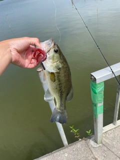 ブラックバスの釣果