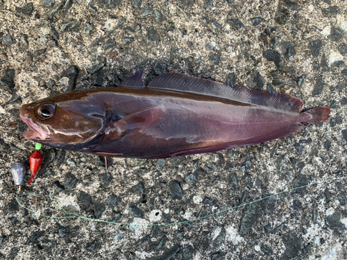 ドンコの釣果