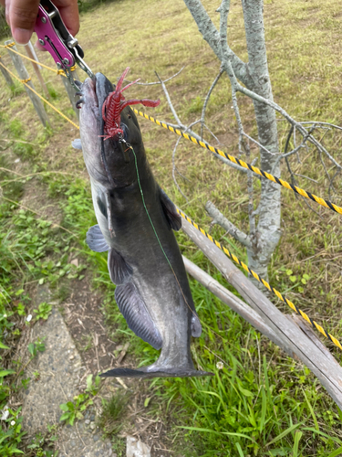 アメリカナマズの釣果