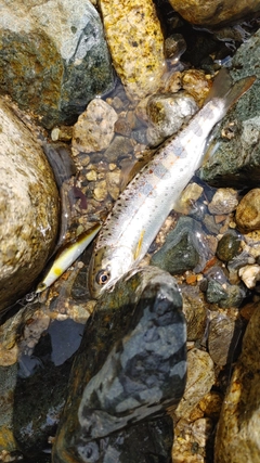 アマゴの釣果