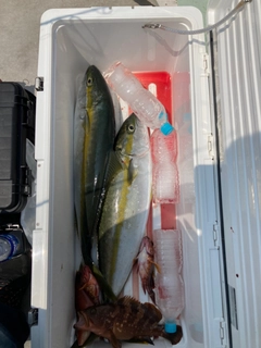 ヒラマサの釣果