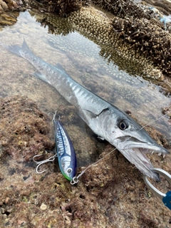 カマスの釣果