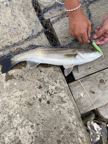 シーバスの釣果