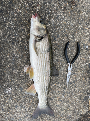 ウグイの釣果