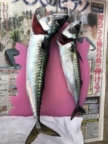 サバの釣果