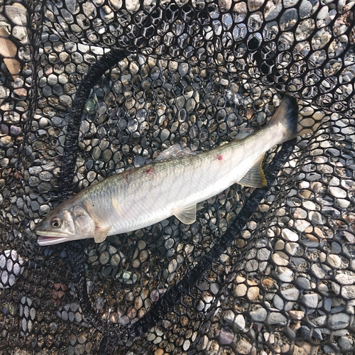 アユの釣果