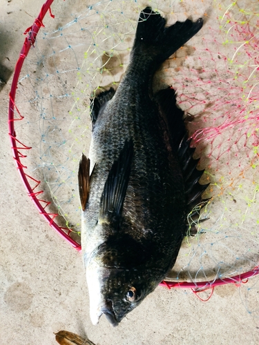 クロダイの釣果