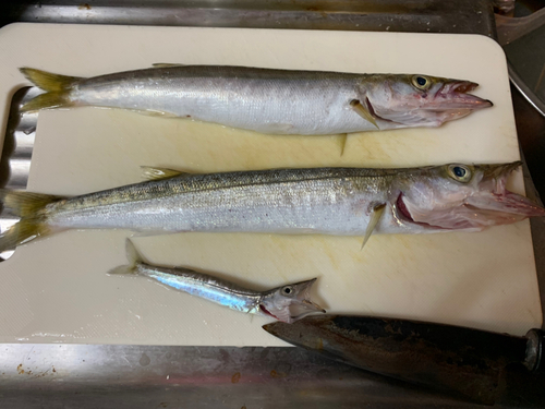 カマスの釣果