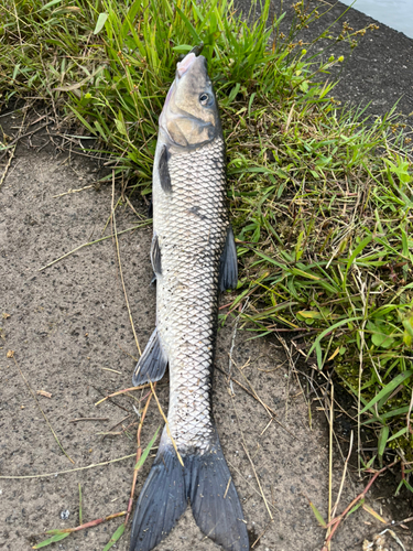 ニゴイの釣果