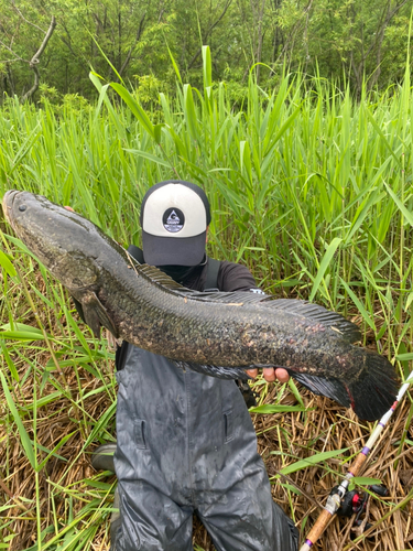 ライギョの釣果