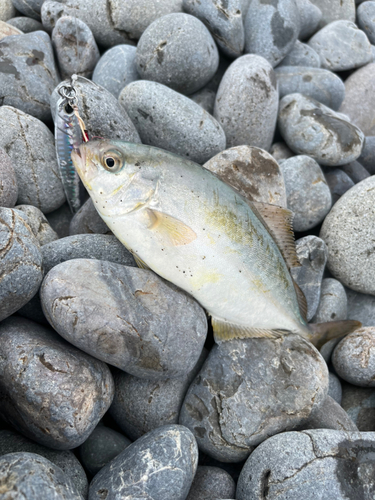 シオの釣果