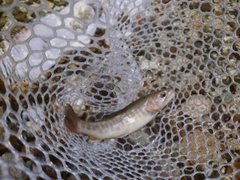 イワナの釣果