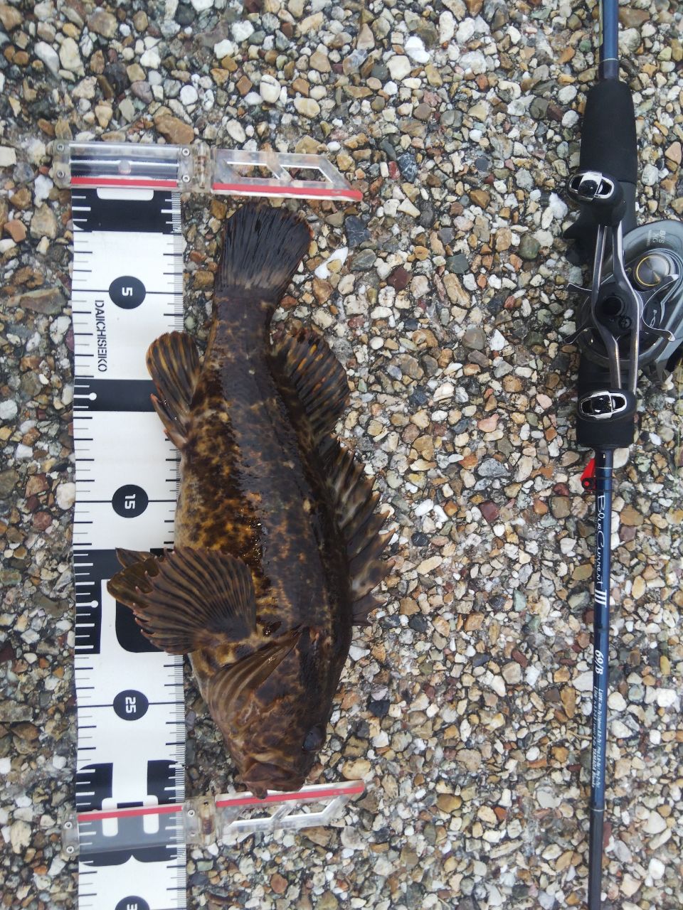 タケノコメバル