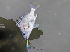 キビレの釣果