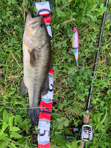 ラージマウスバスの釣果