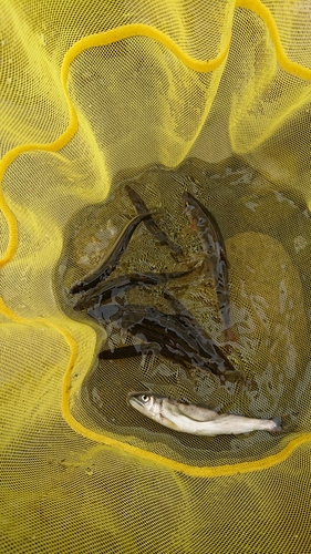 アユの釣果