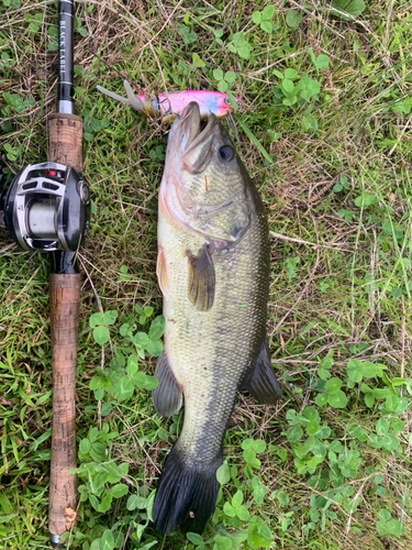 ラージマウスバスの釣果