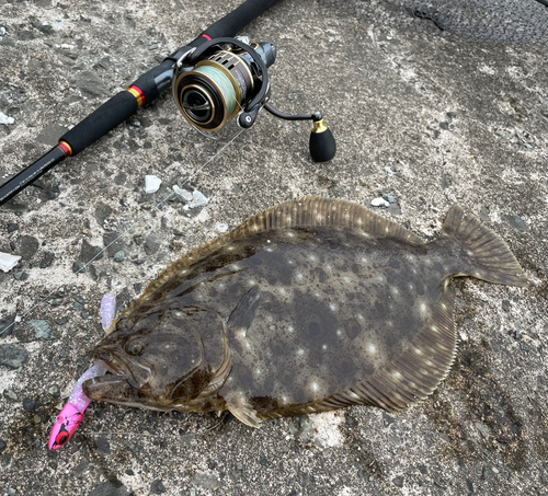 ヒラメの釣果