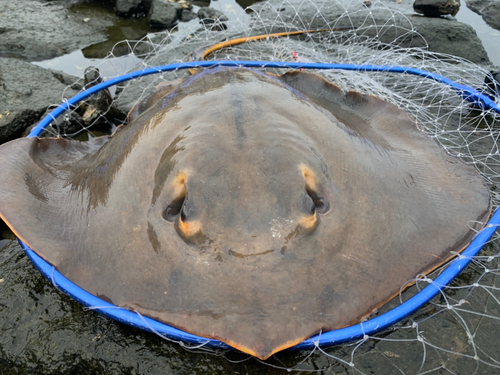 アカエイの釣果