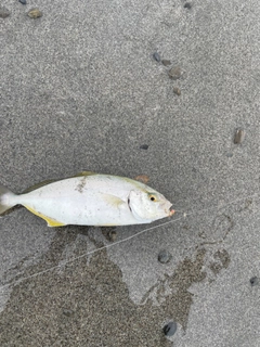 ショゴの釣果