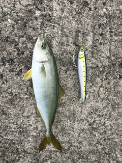 ツバスの釣果