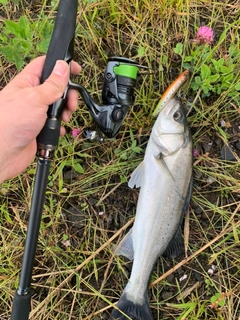 セイゴ（マルスズキ）の釣果