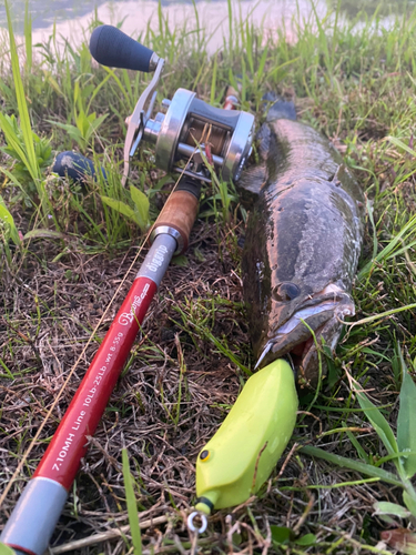 ライギョの釣果