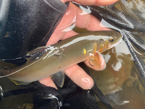 アユの釣果