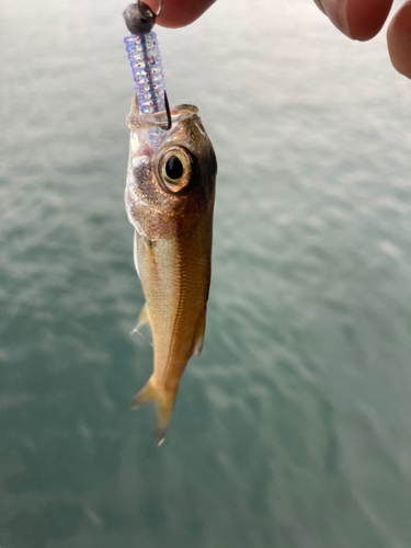 ムツの釣果