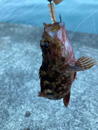 カサゴの釣果