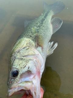 ラージマウスバスの釣果