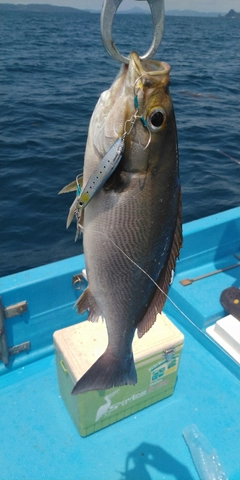 イサキの釣果