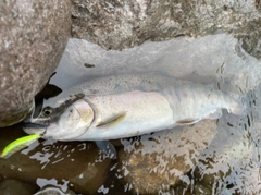 ヤマメの釣果